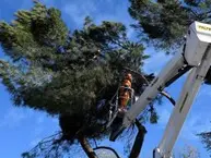 poda de árboles en altura poda árboles madrid